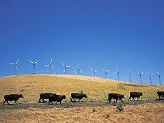 On the Moove, Altamont Pass, California